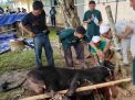 PTPN IV Regional IV Potong 7 Sapi 3 Kambing Kurban