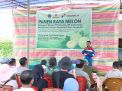 Pembinaan Pertanian Pertamina EP Jambi di Batanghari Berbuah Manis, Panen Melon 4,5 Ton
