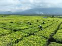 Produksi Teh Tembus 10.325 Ton, PalmCo Perkuat Daya Saing Indonesia di Pasar Global