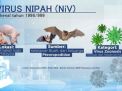 Waspadai Penyebab dan Gejala Dari Virus Nipah