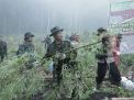 BNN RI MUSNAHKAN LADANG GANJA DI KETINGGIAN 1300 MDPL