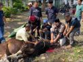 DPRD Muaro Jambi Sembelih 2 Ekor Sapi di Idul Adha