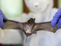 Berasal Dari Kelelawar, Virus Nipah Disebut Lebih Mematikan dari Covid-19