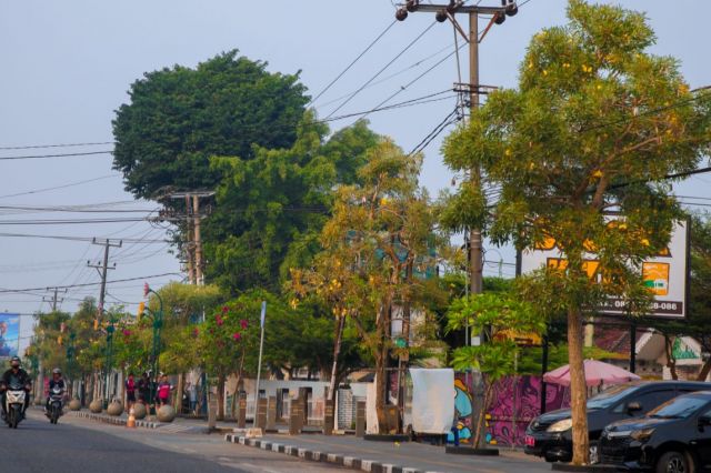 Pohon Tabebuya di Kawasan Kebun Jeruk Kota Jambi Tetap Merekah Dimusim Kemarau