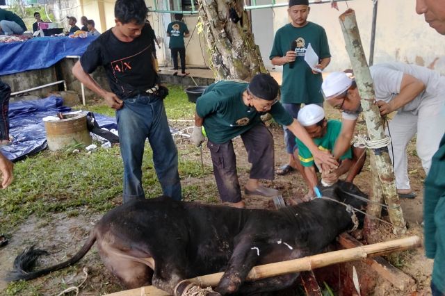 PTPN IV Regional IV Potong 7 Sapi 3 Kambing Kurban