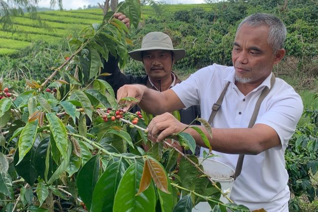 Menuju Rekor Baru: Sinergi Agronomi dan ﻿Orkestrasi SDM Pacu Produktivitas Kopi 2026 ﻿Oleh: Arnold Haposan Saragi, SP (Plh Manager Kebun Kayu Aro)