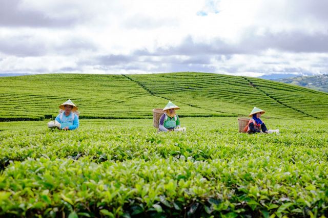 PTPN 6 Pertahankan Pohon  Seedling Teh Asli Belanda