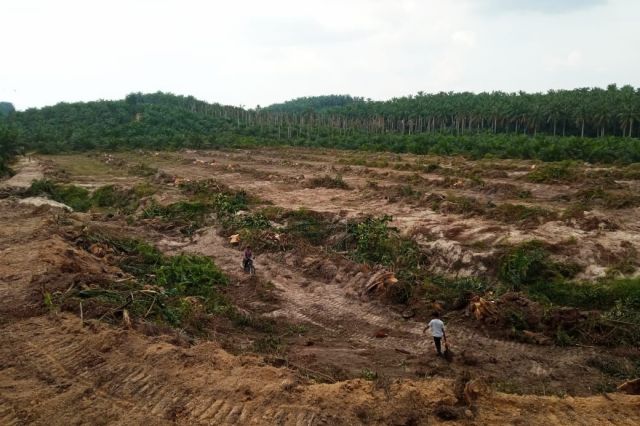 Kebun Plasma PTPN IV Regional 4 di Sungai Bahar Capai 22.000 Hektar