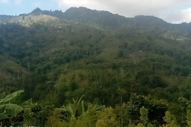 Puluhan Ribu Hektar Lahan Terlantar Di Kabupaten Kerinci, Siap Menanti Investor Jadi Bapak Angkat