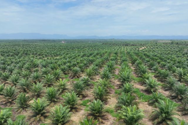 Produksi Sawit Nasional Stagnan, PalmCo Genjot Transformasi Kebun Rakyat