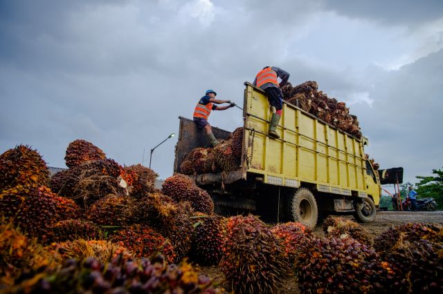 Produksi TBS PTPN IV Regional IV Lebih Target 116 Persen