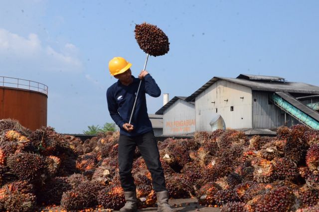 Catat Kinerja Positif, Produksi TBS PTPN IV Regional IV Tembus 244 Ribu Ton di Semester I 2026