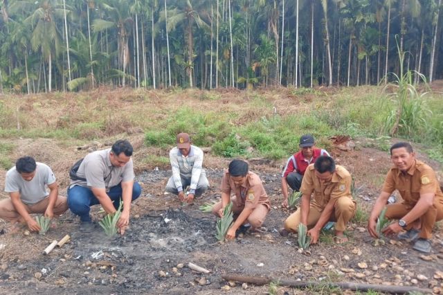 Tingkatkan Pendapatan Warga, PTPN IV Regional IV Salurkan 1.500 Bibit Nanas untuk Dua Desa di Tanjab Timur