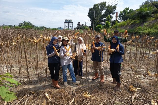 Dukung Kemandirian Pangan Nasional, PTPN IV Regional IV Kebun Tanjung Lebar Sukses Gelar Panen Kedua