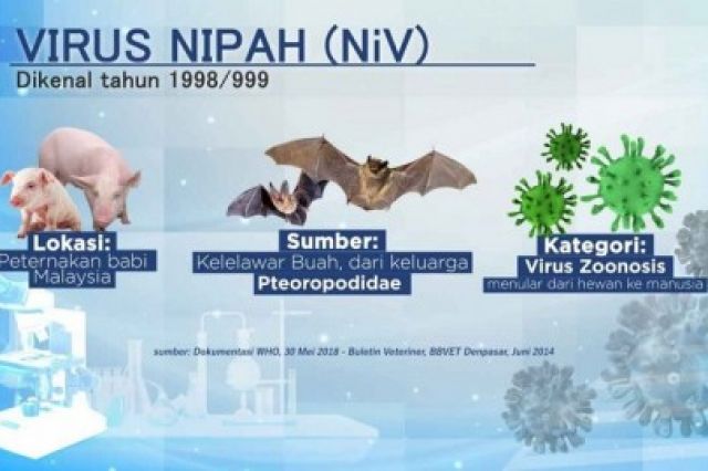 Waspadai Penyebab dan Gejala Dari Virus Nipah